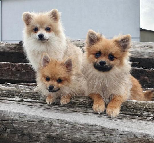 Pomeranac, prelepi štenci