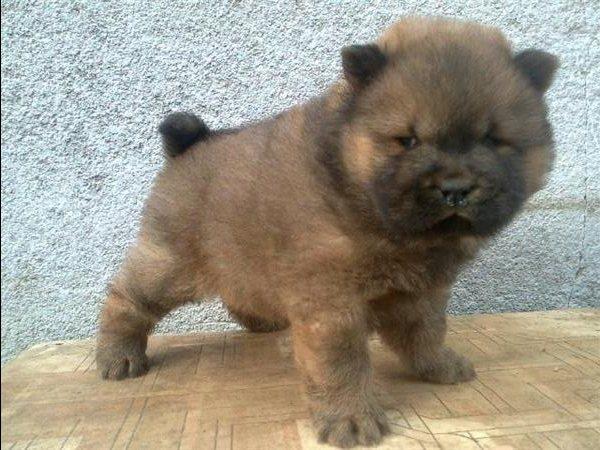 Cau Cau Chow Chow