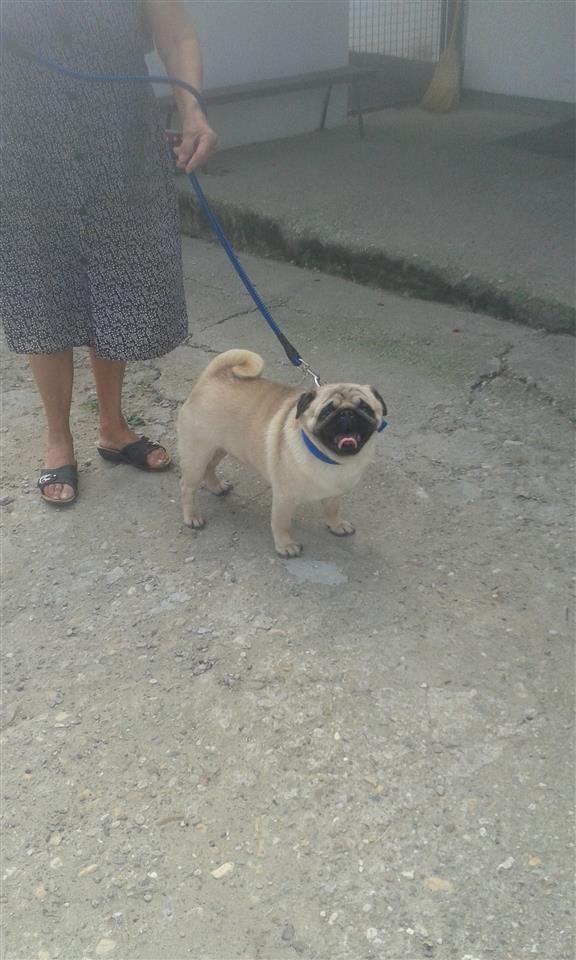 mops