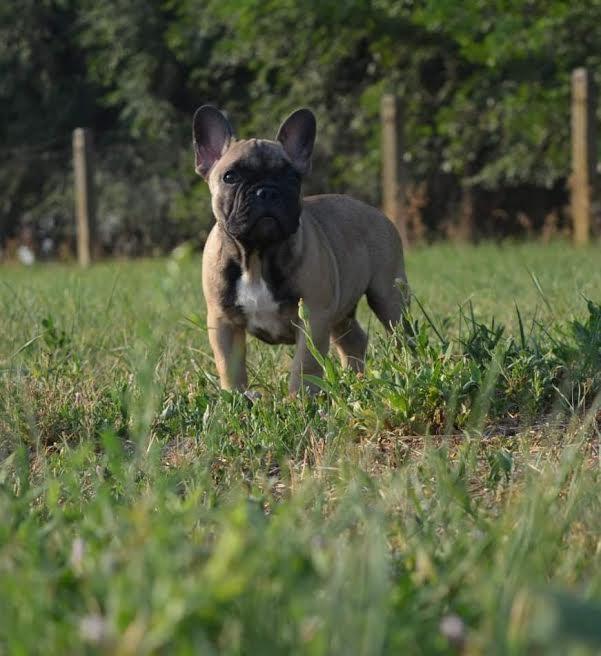 Francuski-buldog