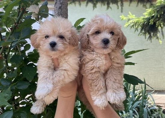 Malti-poo