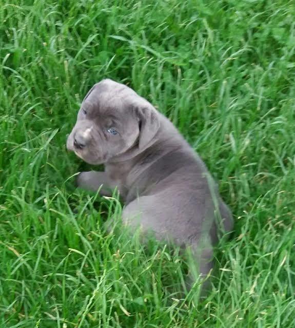 Cane-Corso