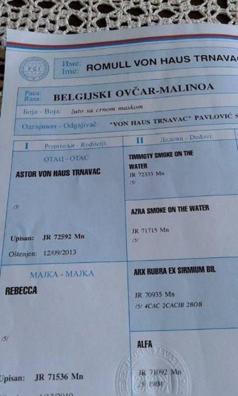 Belgijski-ovcar-malinoa