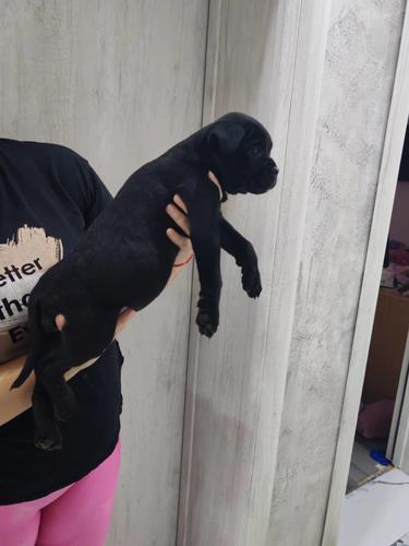 Na prodaju stenad Cane Corso,