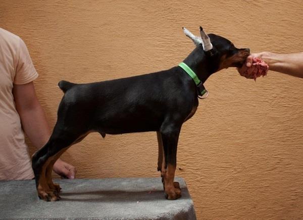 Doberman-štenci-