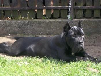 Cane-Corso