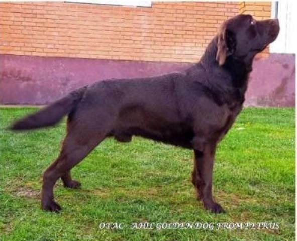 Labrador-Braon-štenad