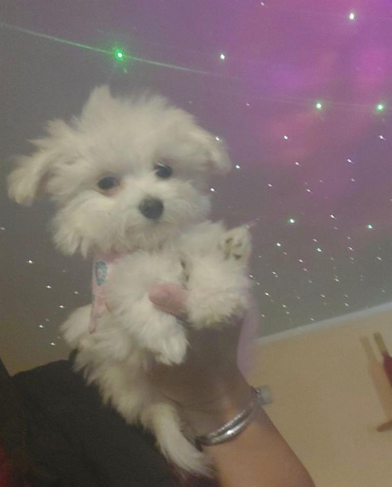 Mini-maltezer