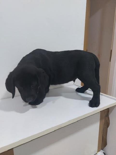 Stenci-LABRADORA