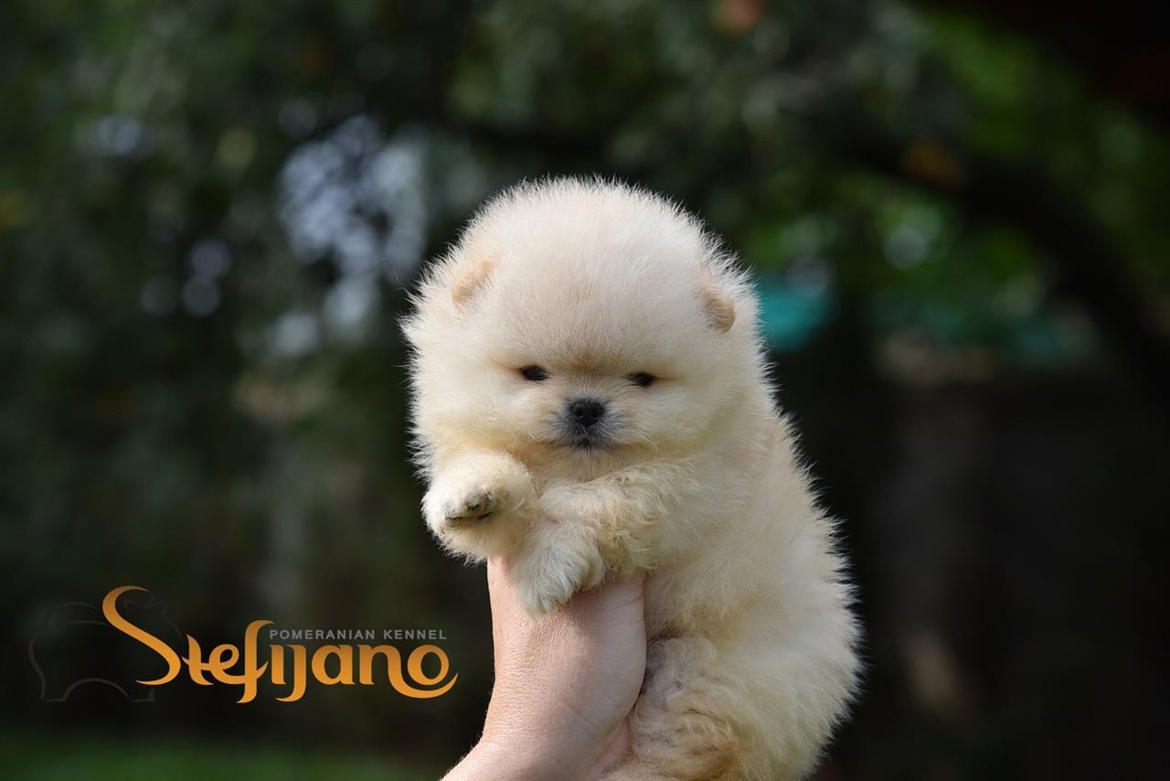 Pomeranac-Boo-