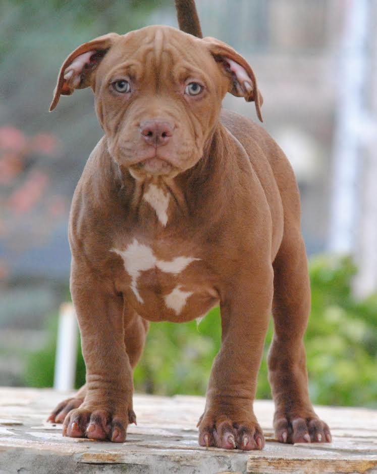 American-bully-xl-