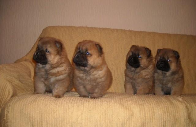 Cau cau - Chow chow stenad