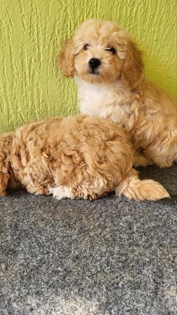 Maltipoo-stenci-
