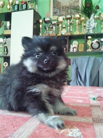Pomeranski-Spic