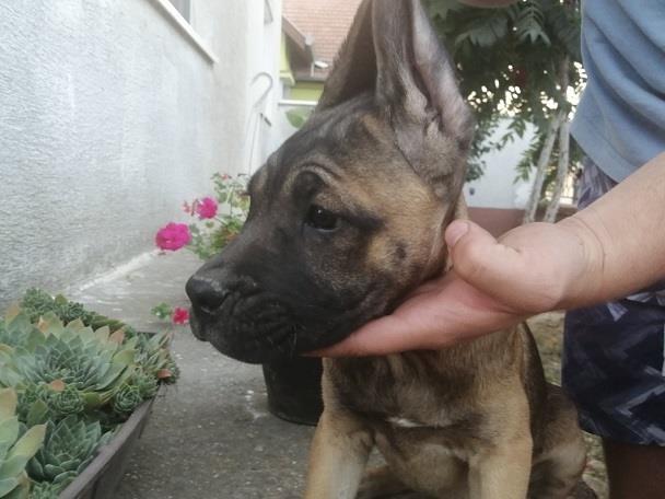 Cane-corso-štenci