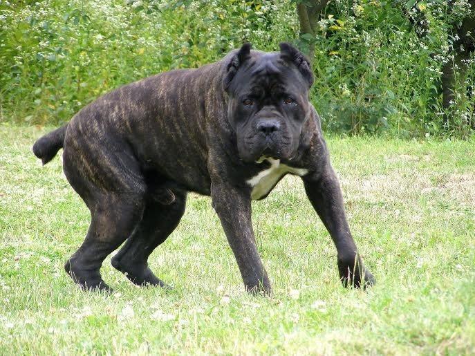 Cane-Corso-štenci-