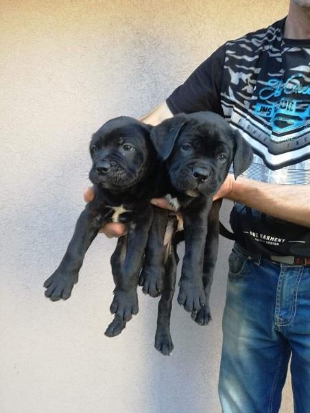 Cane-corso-stenci