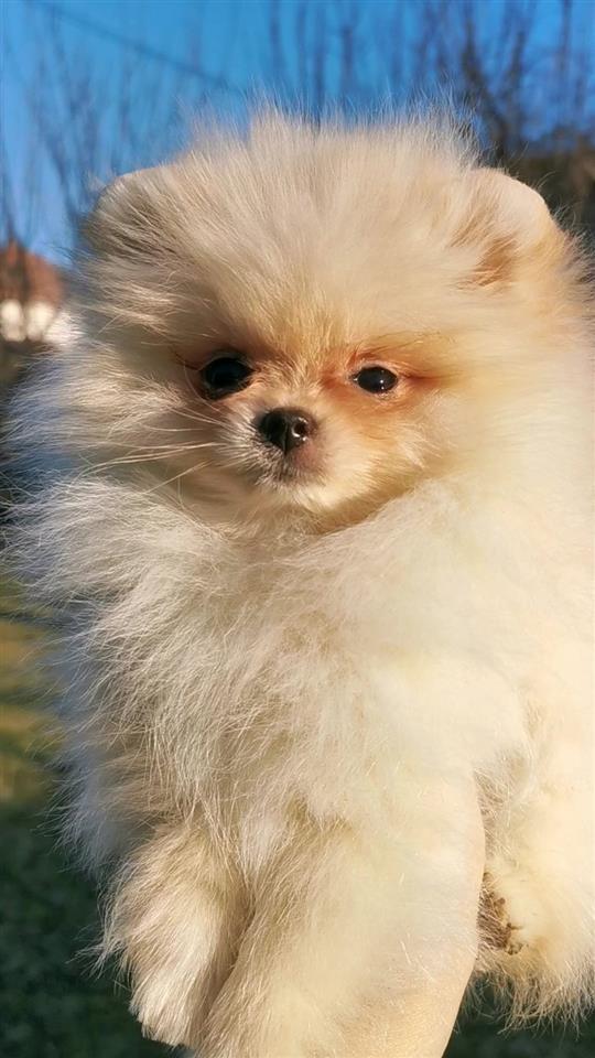 Pomeranski-špic