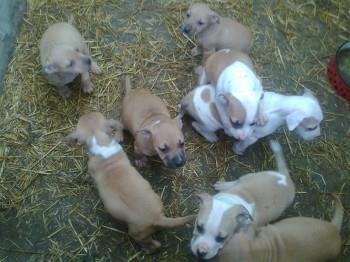 Americki pit bul terijer stenad - APBT