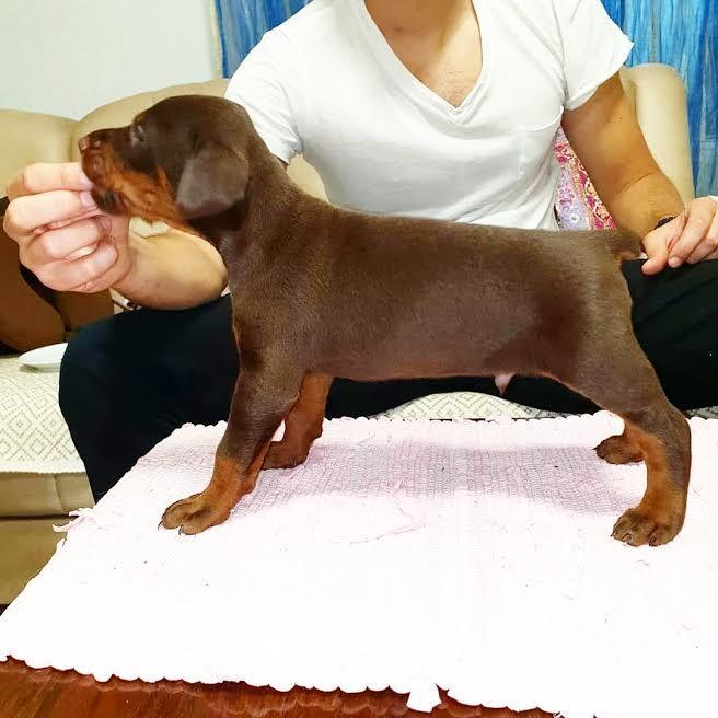 Doberman-