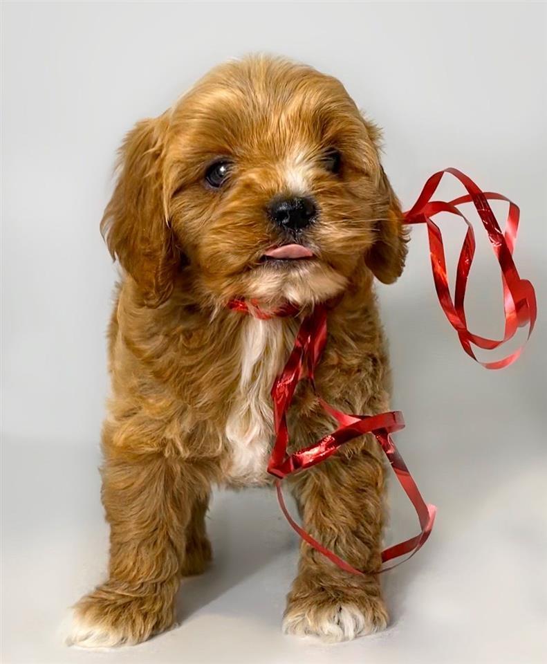 Cavapoo--kavapoo--cavalier+pudla--muzjak