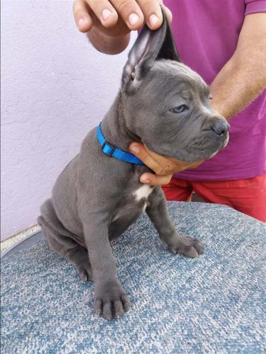 Cane Corso Muski Stenci