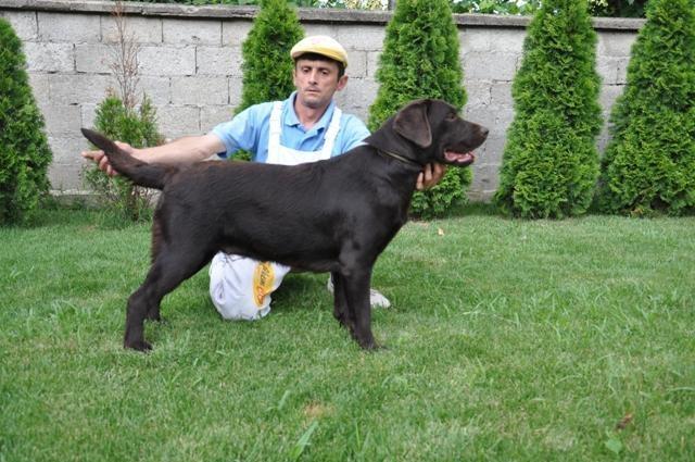 Cokoladni-Labrador-stenci