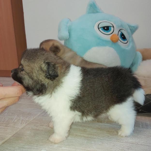 Pomeranski-Spic