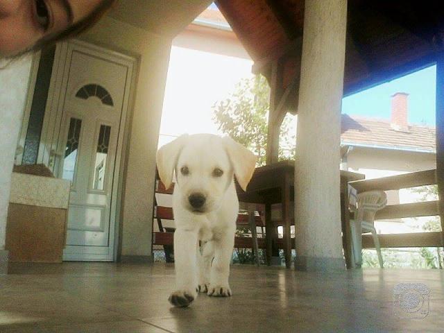 Stenci LABRADORA 