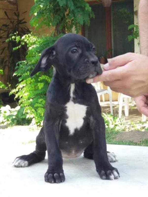 Cane-Corso--prelepa-ženkica