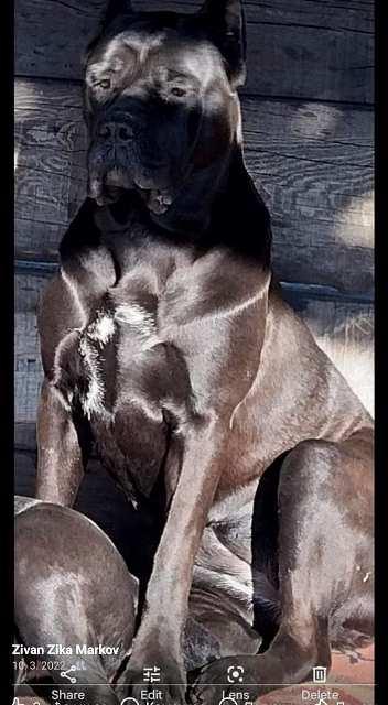 Cane-Corso-štenci