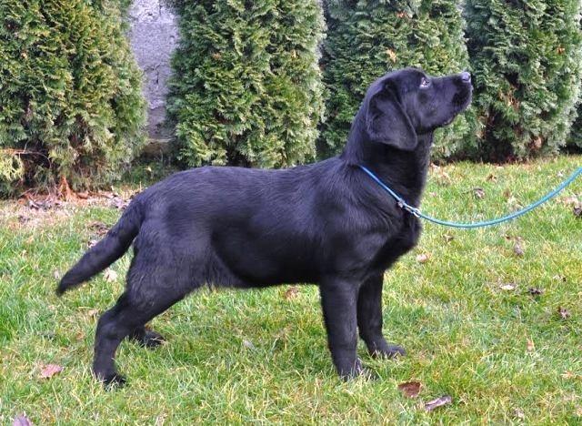 Cokoladni-stenci-Labrador-Retrivera
