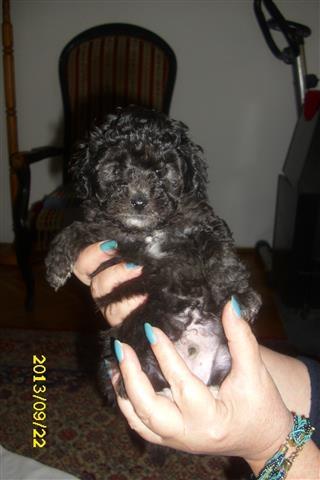 Pudle