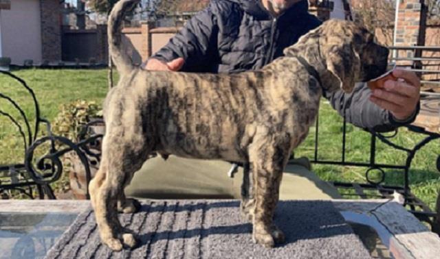 Dogo-Canario-stenci-