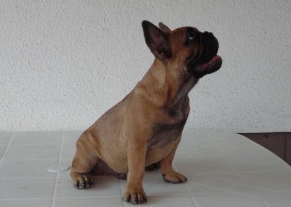 Francuski-buldog-muško-štene