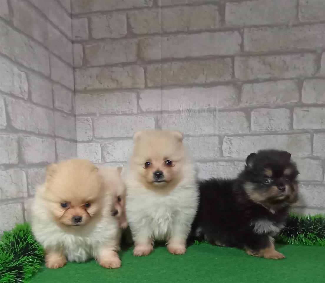 Pomeranski-Špic-štenci