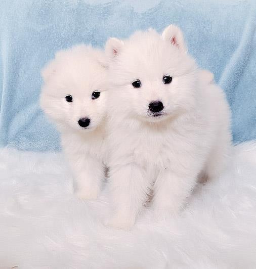 Samojed