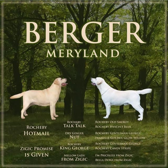 Labrador-retriver-stenci