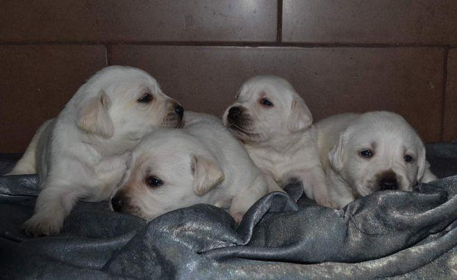 Labrador-retriver