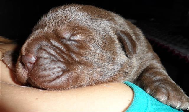 Cokoladni-labrador