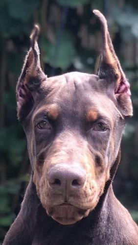 Doberman stenci