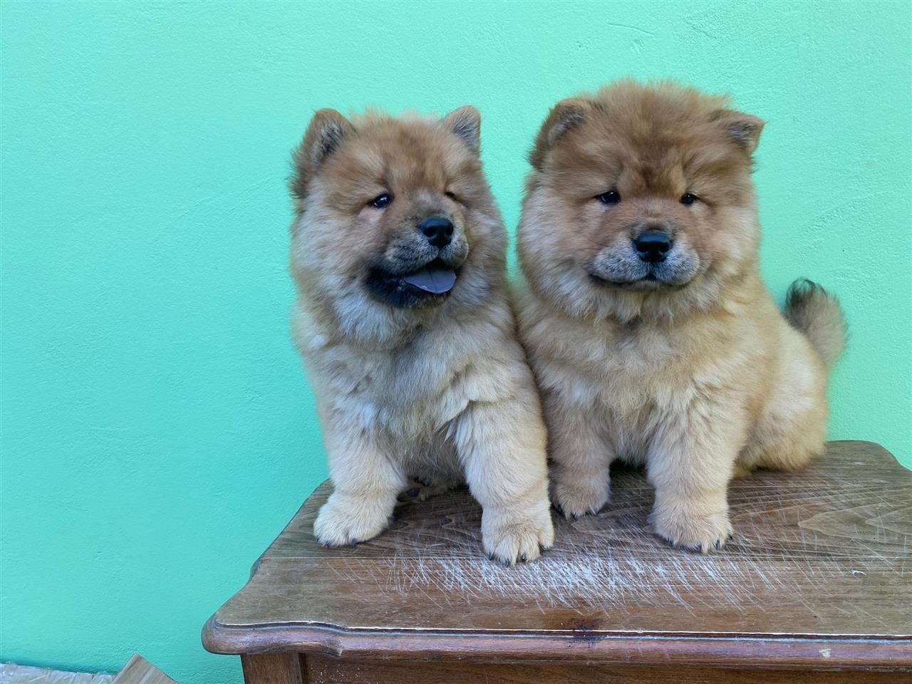 Chow-chow-stene