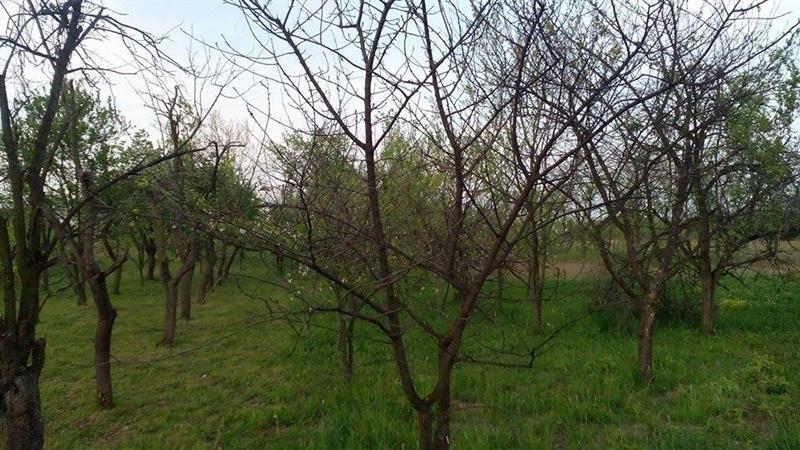 Plac-od-24m2--u-Surcinu--Boljevci-