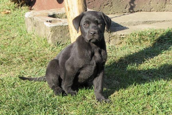labrador-retriver-stenad