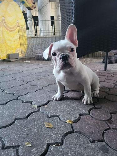 Francuski buldozi