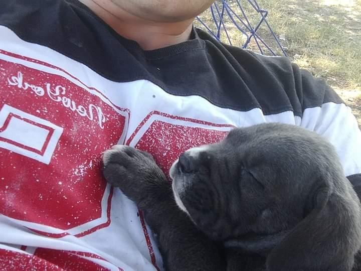 Cane-Corso