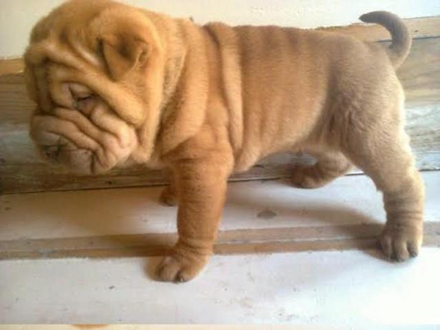 SHAR-PEI stenad , jakog kostura