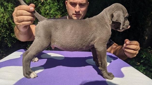 Cane-corso-stenci-sive-boje