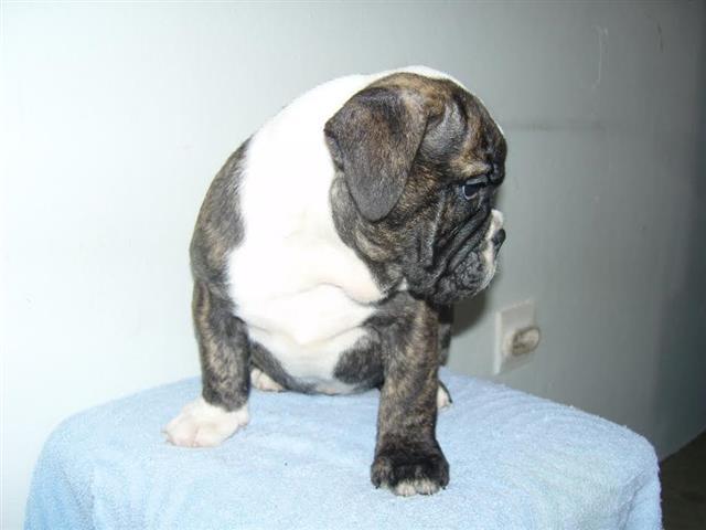 Engleski-Buldog