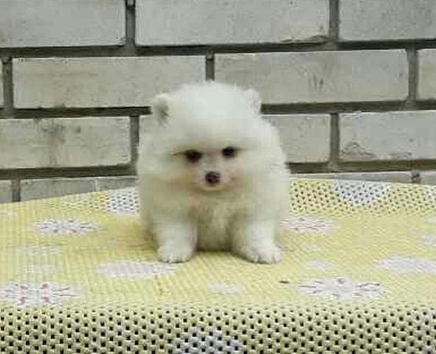 Pomeranski spic